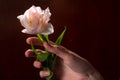 White, delicate tulip flower in the hand of a girl. Romantic, spring gift Royalty Free Stock Photo