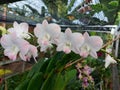 White dendrobium bigibbum flower in the garden. Royalty Free Stock Photo
