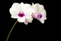 White Dendrobium orchid