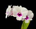 White Dendrobium orchid