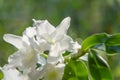 White dendrobium orchid flowers on green bokeh background Royalty Free Stock Photo