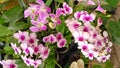 White Dendrobium Orchid flowers with pink pistils growing in the garden Royalty Free Stock Photo