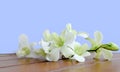 White Dendrobium Orchid