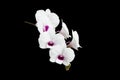 White Dendrobium orchid.