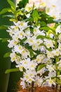 White dendrobium spring dream orchid