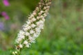 White dense blazing star liatris spicata flower Royalty Free Stock Photo