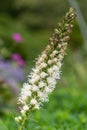 White dense blazing star liatris spicata flower Royalty Free Stock Photo