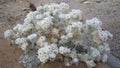 White desert flowers in Hoanib riverbed Royalty Free Stock Photo