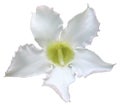 White desert rose blossom blooming and the flower has five petals. Royalty Free Stock Photo