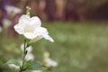 White Desert rose flower (Other names are desert rose, Mock Azalea, bignonia, Impala lily, Adenium obesum, Chuanchom) Royalty Free Stock Photo