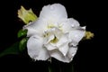 White Desert rose, Impala lily, white flower Royalty Free Stock Photo