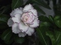 White desert rose, other names adenium obesum. Blooming white adenium, obesum, desert rose, flowers surrounded by green leaf with