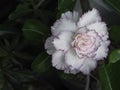 White desert rose, other names adenium obesum. Blooming white adenium, obesum, desert rose, flowers surrounded by green leaf with