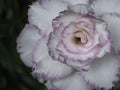 White desert rose, other names adenium obesum. Blooming white adenium, obesum, desert rose, flowers surrounded by green leaf with