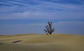 White Desert Thar Royalty Free Stock Photo