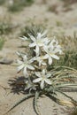 Single focal spike of a white desert lily with multiple blooms