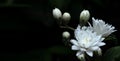 White Deutzia magnifica flowers on a dark background