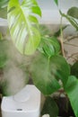 a white device for humidifying the air works near indoor plants. Royalty Free Stock Photo
