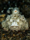 Devil scorpionfish, Scorpaenopsis diabolus. Lembeh, North Sulawesi Royalty Free Stock Photo