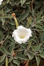 White devils trumpet flower, Datura stramonium Royalty Free Stock Photo