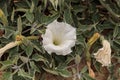 White devils trumpet flower, Datura stramonium Royalty Free Stock Photo