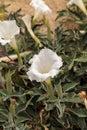 White devils trumpet flower, Datura stramonium Royalty Free Stock Photo