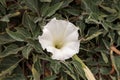 White devils trumpet flower, Datura stramonium Royalty Free Stock Photo