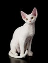 White devon rex cat. Royalty Free Stock Photo