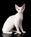 White devon rex cat.