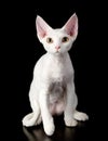 White devon rex cat. isolated on dark background