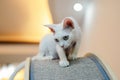 White Devon Rex cat,short hair, big ears