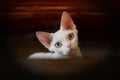 White devon Rex face closeup, big eyes, big ears,very cute