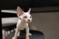 white Devon Rex kitten A looks to the side and pricked up