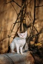 White Devon Rex Kitten Posing Among Dried Branches and Rustic Background Royalty Free Stock Photo