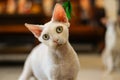 White devon Rex look at camera at home, big green eyes