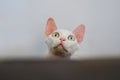 White Devon Rex look up,face closeup