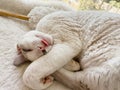 A white Devonrex kitten fell asleep sticking her tongue out. The cat\'s curled up in a ball Royalty Free Stock Photo