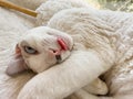A white Devonrex kitten opened its eyes and stuck out its tongue. The cat\'s curled up in a ball Royalty Free Stock Photo