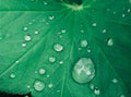 White dew drops on the green leaf of the plant. The freshness of nature and morning