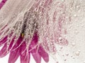 White dewy feather and flowers - macro photo