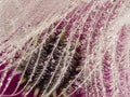 White dewy feather and flowers - macro photo