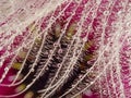 White dewy feather and flowers - macro photo