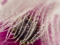 White dewy feather and flowers - macro photo