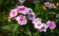 White Dianthus Chinensis or China Pink flowers in garden Royalty Free Stock Photo