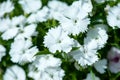 White Dianthus flowers