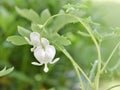 White Dicentra spectabilis also known as Old Fashioned Bleeding Heart Royalty Free Stock Photo