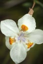 White Dietes Flower with orange and purple