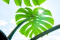 White different tropical texture green leaves ray sun natural fresh summer monstera ufo spring veins sky light Royalty Free Stock Photo