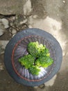 green broccoli on a green background