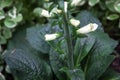 White Digitalis Foxglove Plant In Garden